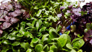 koppert cress
