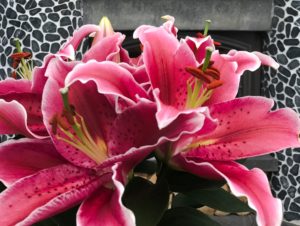 Lilium Plants